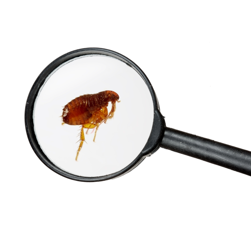 Fleas Pest Control In MA