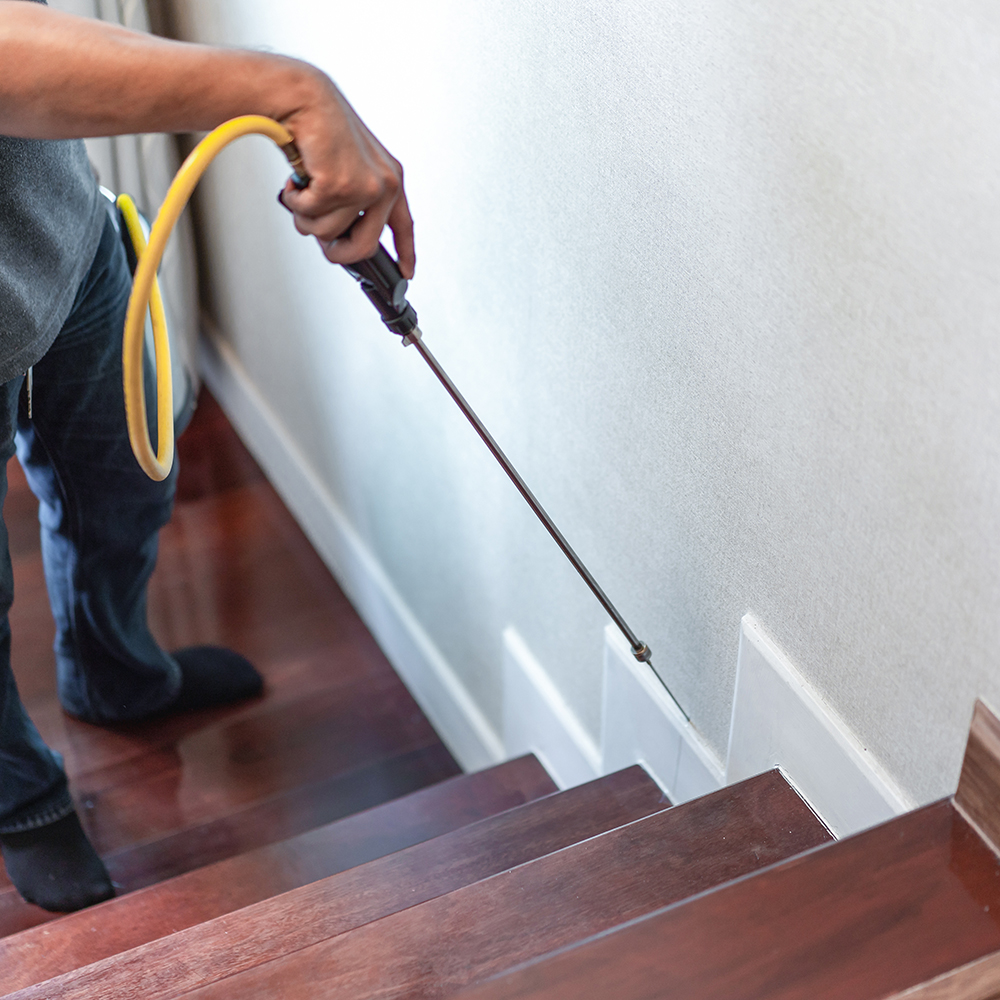 ant-pest-control-company-in-CT