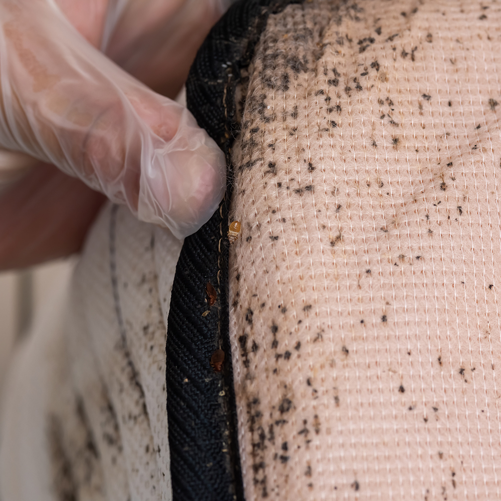 bed-bug-control-in-CT
